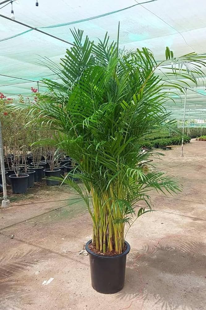 Areca Plam