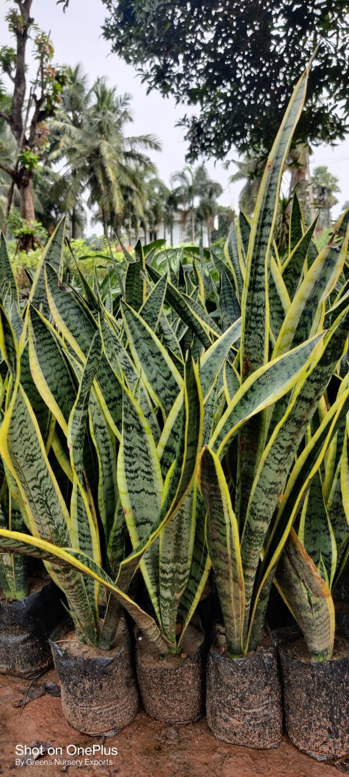 Snake Plant