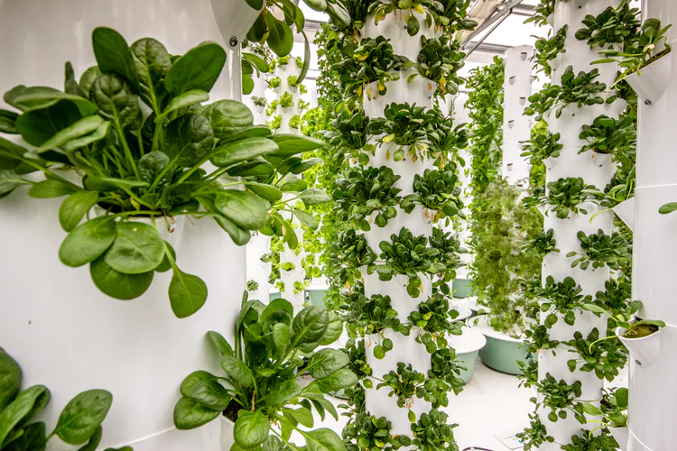 The Future of Farming: Smart Vertical Aeroponic Towers for Fresh Leafy Greens