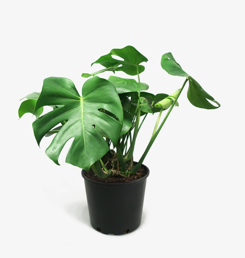 Monstera