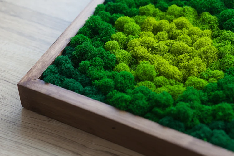 Bringing Nature Indoors: The Beauty of Preserved Moss Wall Art