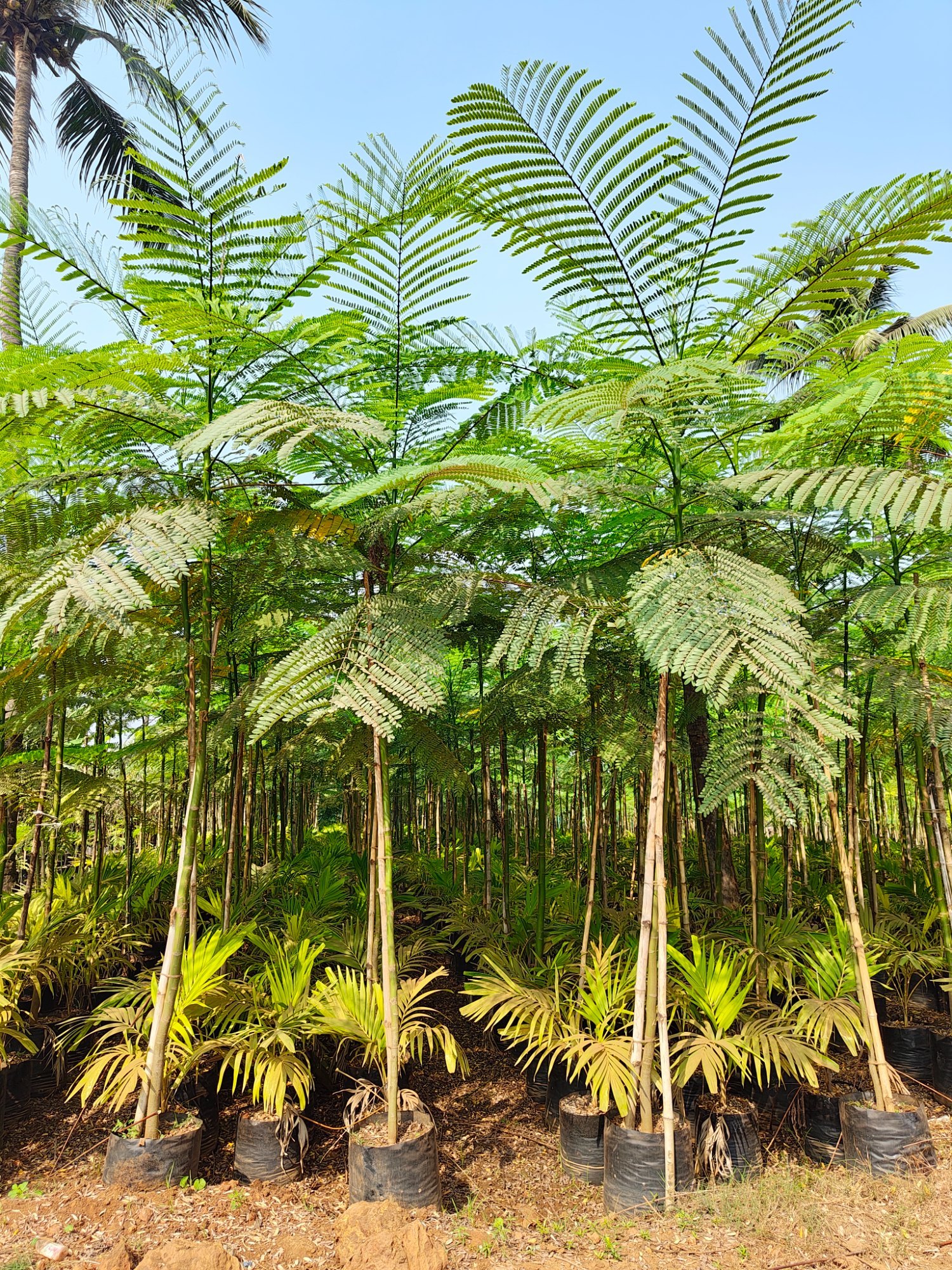 Schizolobum Parahyba