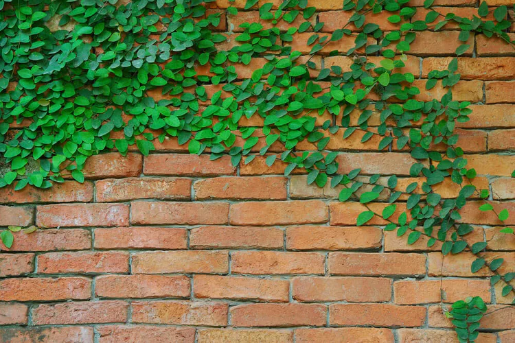 The Green Wall Effect: How Creeping Vines Enhance Brick Walls