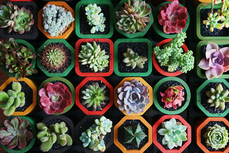 The Ultimate Guide to Succulents and Cactus: The Perfect Low-Maintenance Mini Plants