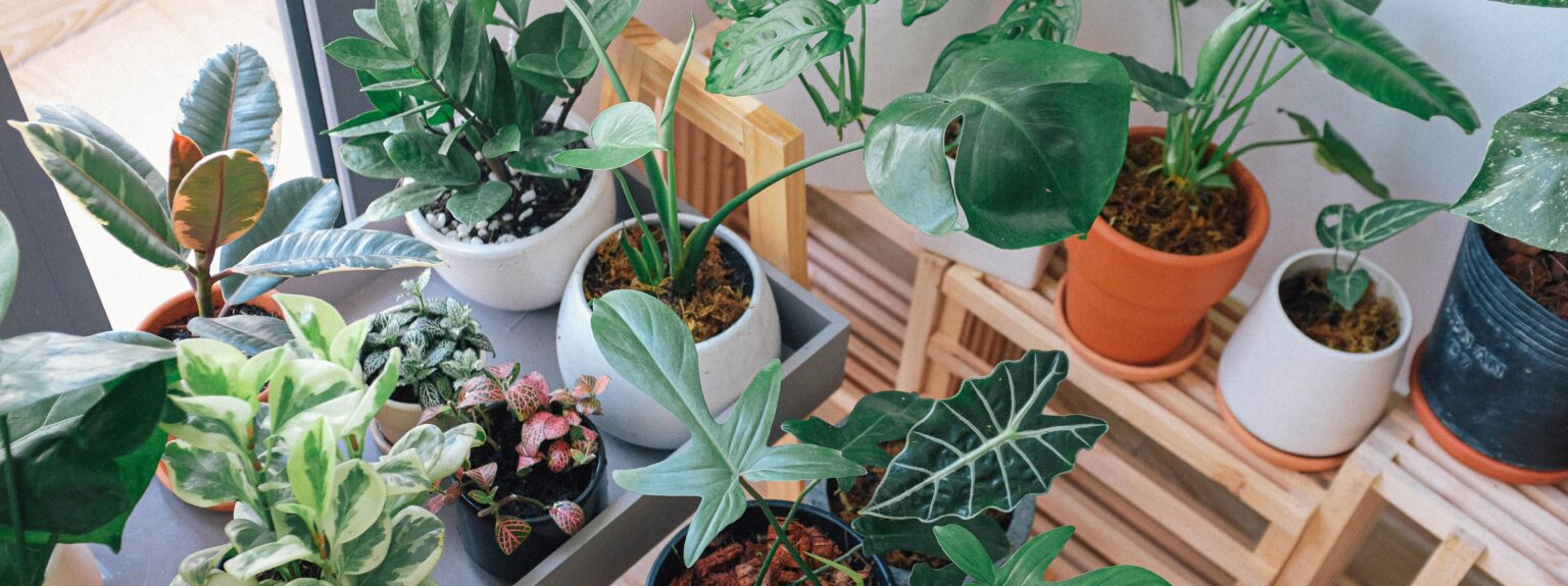 Plant Nursery Banner